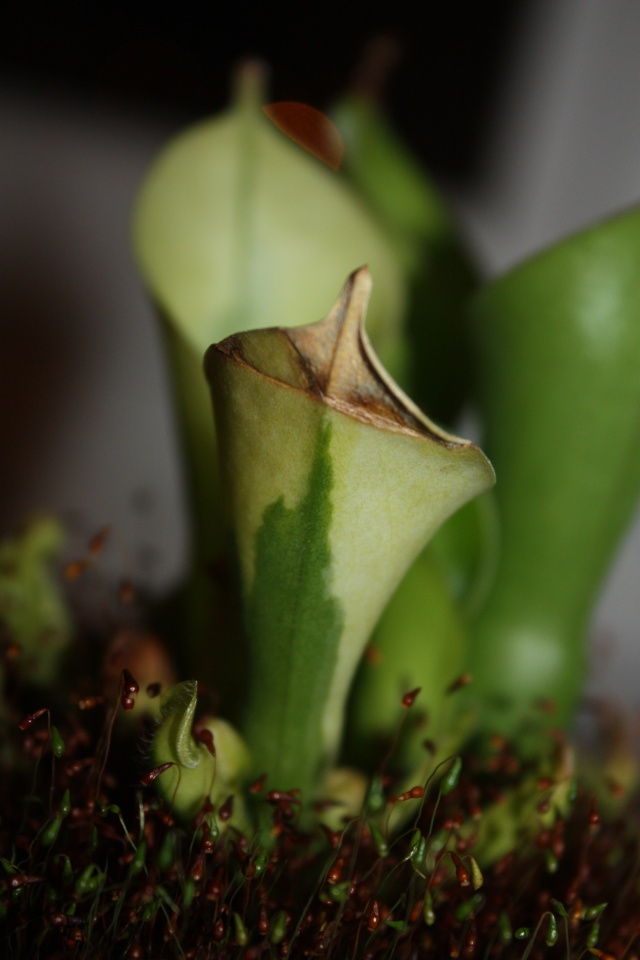 Heliamphora panaché Heli_p11