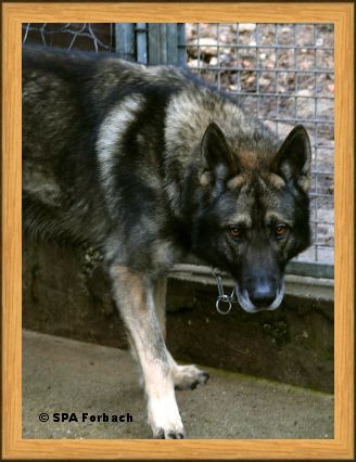 allemand - roxy male berger allemand refuge forbach 57 Roxy10