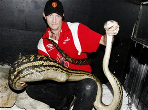 Un python avale un chihuahua devant la famille terrifiée Bilde10