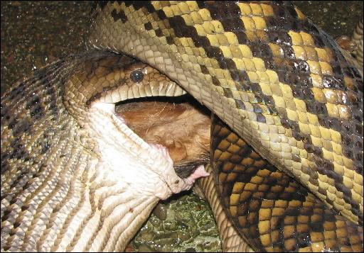Un python avale un chihuahua devant la famille terrifiée Bilde11