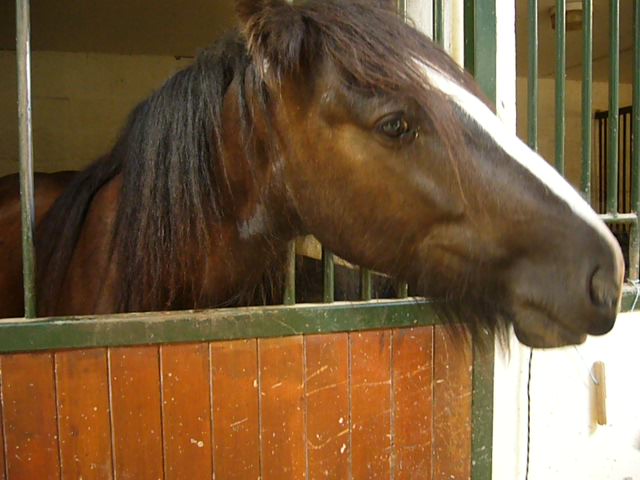 L'irish cob P1020112