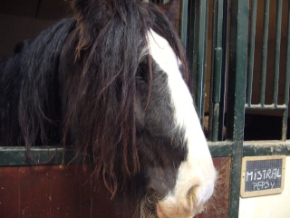 L'irish cob Porkou12