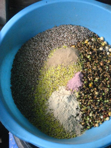 ma préparation de graines germées + patée F_035_10