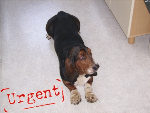 urgence pour un basset hound Urg10