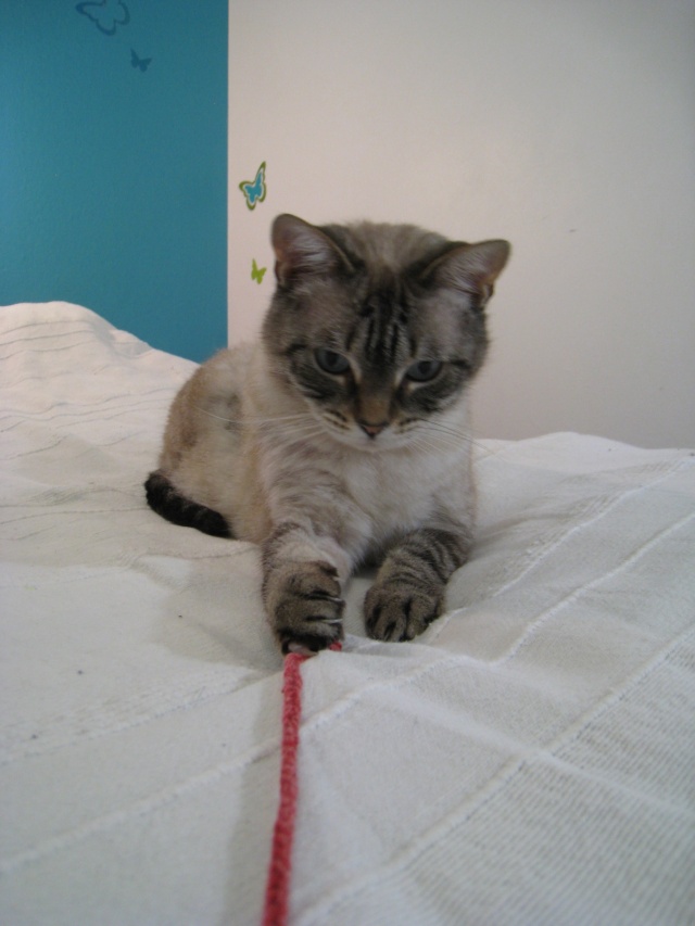 Princesse, typée siamoise 4/6 ans à l'adoption Img_2518