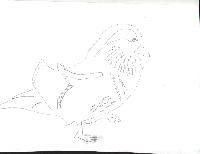 Vote concours dessin de volailles Canard10