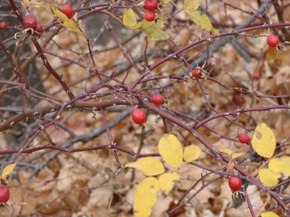 Vos plus belles photos d'AUTOMNE... Dsc01410