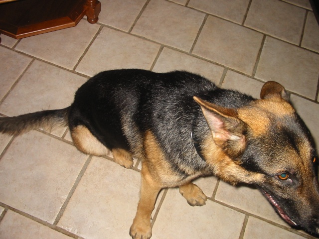 TOMMY - BERGER ALLEMAND MALE 3 ANS Img_1812