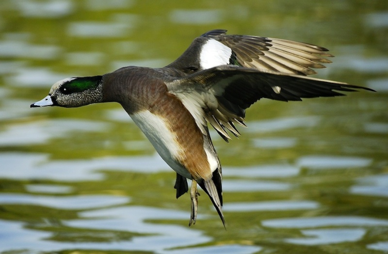 Chasseurs d'images Canard10