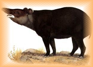 LE TAPIR PINCHAQUE Tapir10