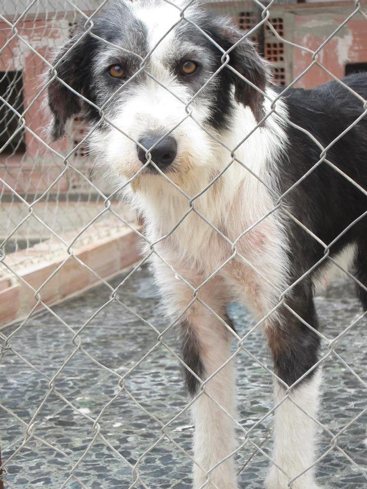 suite du sauvetage des 120 chiens d'Huelva-Espagne 56356312