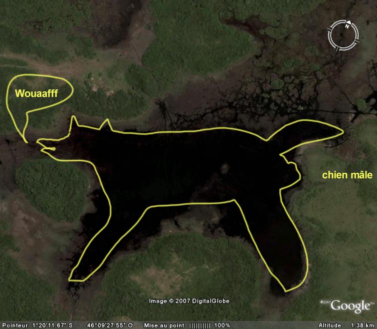 Gros chien entre Belém et Sao Luis, Brésil, Amérique du sud Chien310