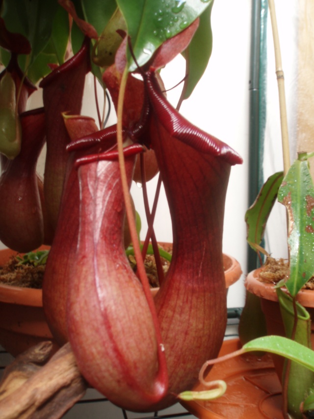 Différence entre Nepenthes alata et x ventrata Pa200915