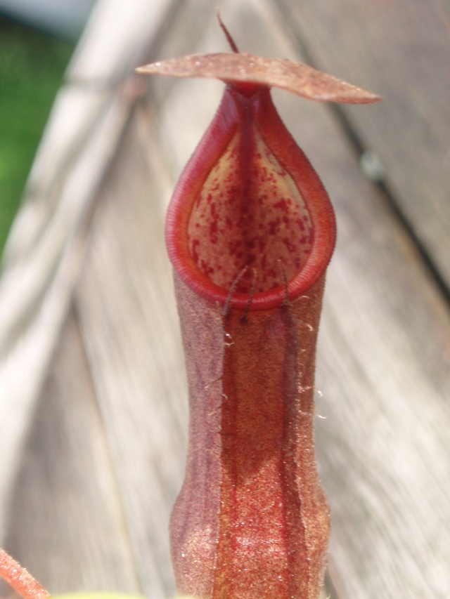 Mon premier Nepenthes Highland! mon Nepenthes sanguinaea :) Pb091012