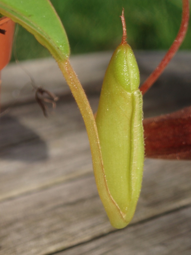 Mon premier Nepenthes Highland! mon Nepenthes sanguinaea :) Pb091013