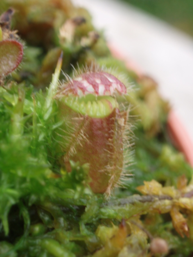 cephalotus - La culture du Cephalotus follicularis par Aïdi Pb101011