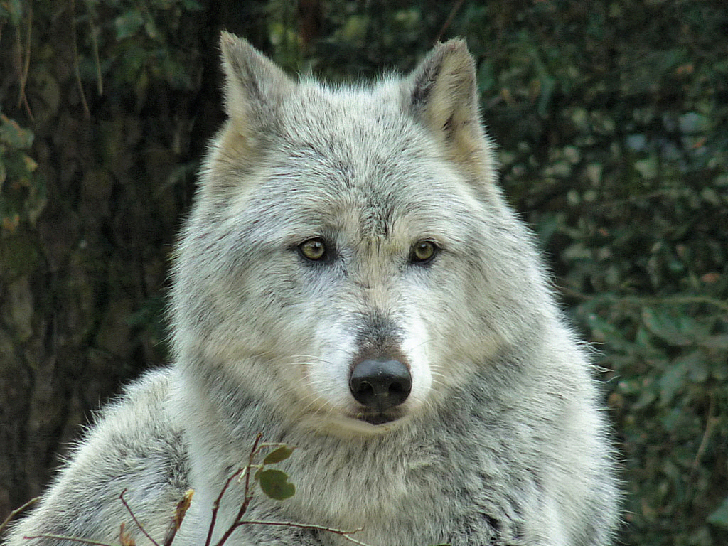 Le loup 1_107110