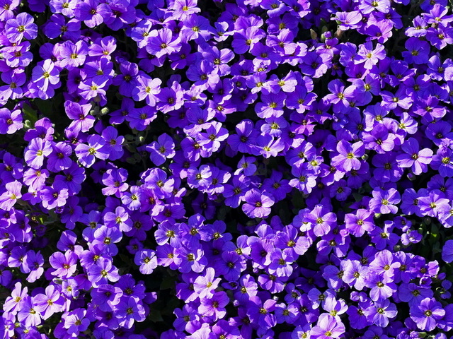 Du bleu-violet Aubriz11