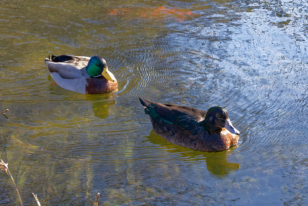 Canard et cane ! Dsc_0323