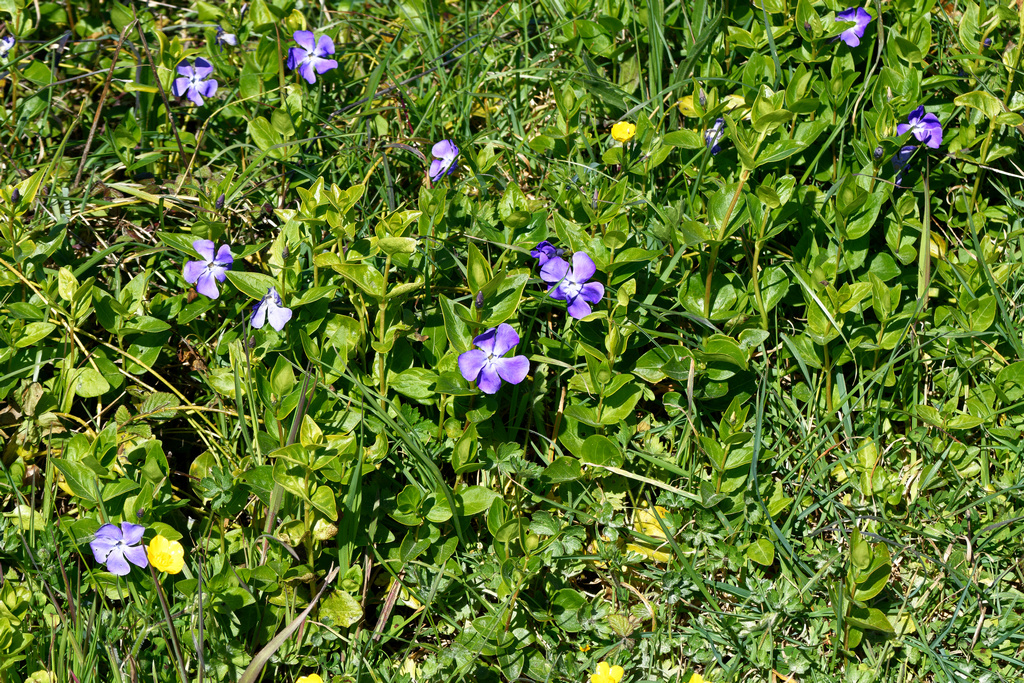 le printemps est bien là, la seve monte ! Dsc_0744