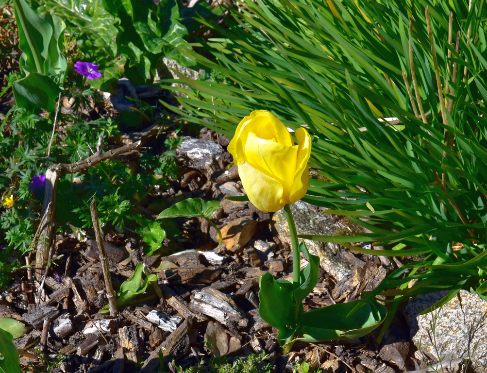 Tulipe jaune ! Dsc_0923