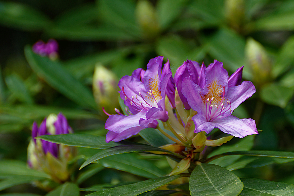 Fleurs de Rhododendron Dsc_1019