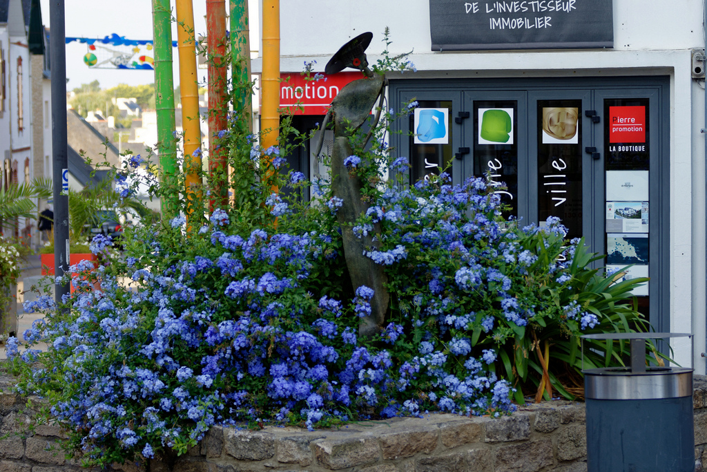 Des fleurs pour adoucir la dame de fer ! Dsc_1512