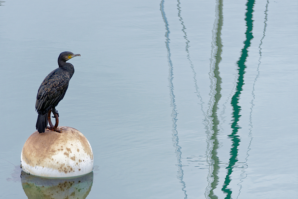 Cormoran ! Dsc_1526