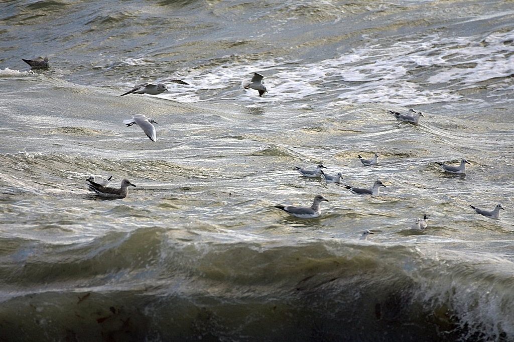 Surfing Goélands et mouettes ! Dsc_1959