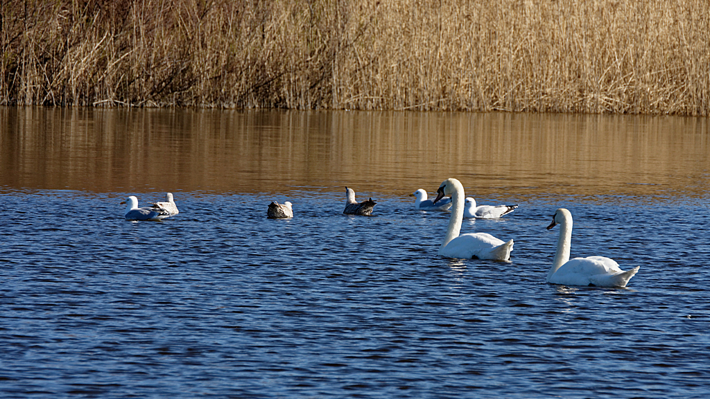 Cygnes Tuberculés + ajouts ! Dsc_2522