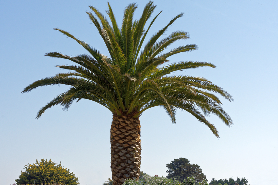Le palmier ! Dsc_2617