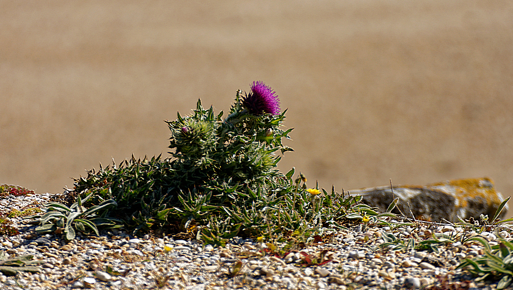 le chardon symbole national de l Ecosse ! Dsc_2620