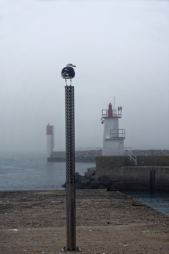 La sentinelle ! Dsc_3919