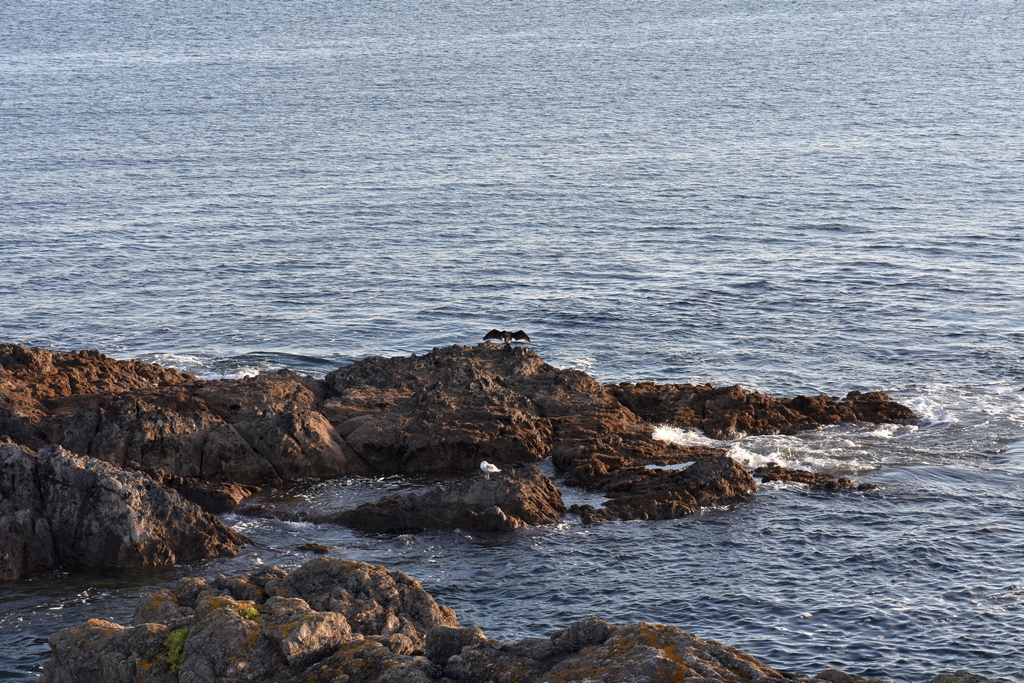 Côte Sauvage coté Finistère Sud ! Dsc_4326