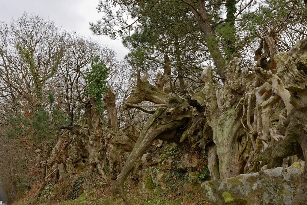 Bois fantastiques du Mont Salut  Dsc_5123