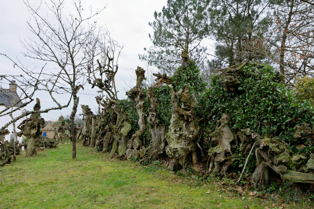 Bois fantastiques du Mont Salut  Dsc_5127