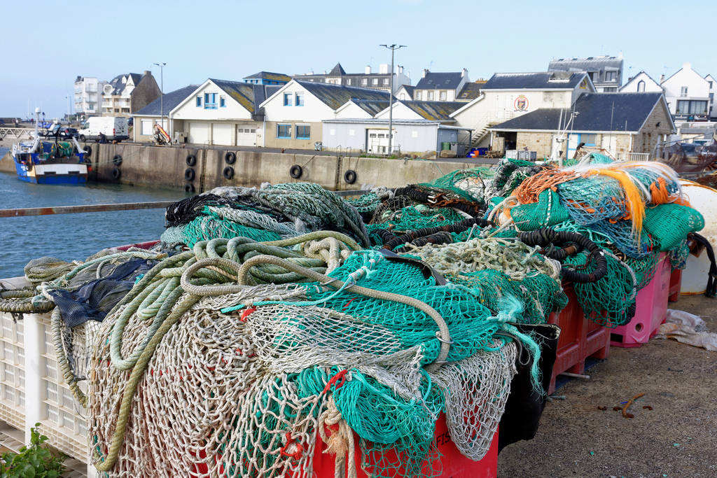 Gros coup de filet à Port Maria Quiberon ! Dsc_5636