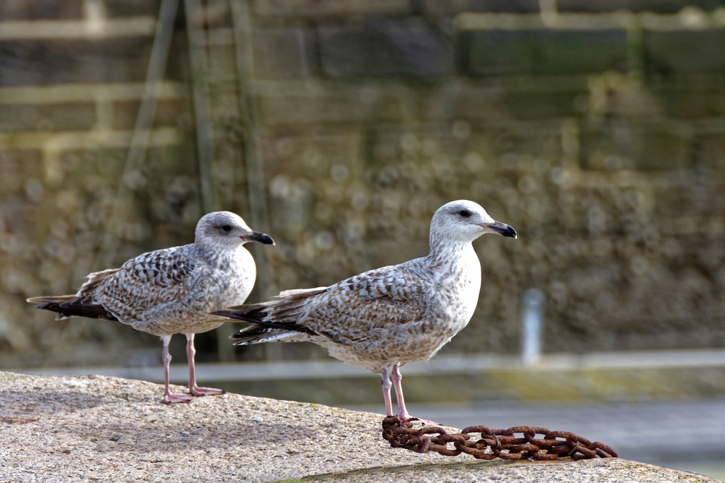 Dix ans de chaînes ! Dsc_5714