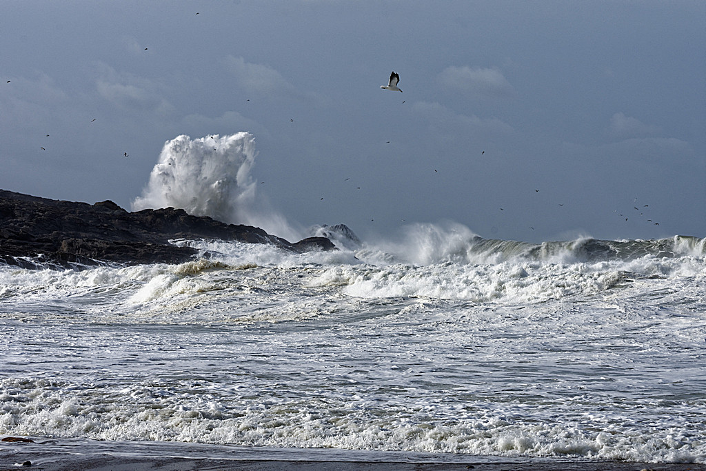 Coup de vent sur Port Kerné Quiberon ! Dsc_7019