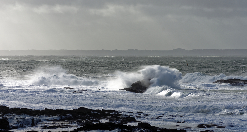 Nettoyage de fin d'automne en mer 3 ! Dsc_7514