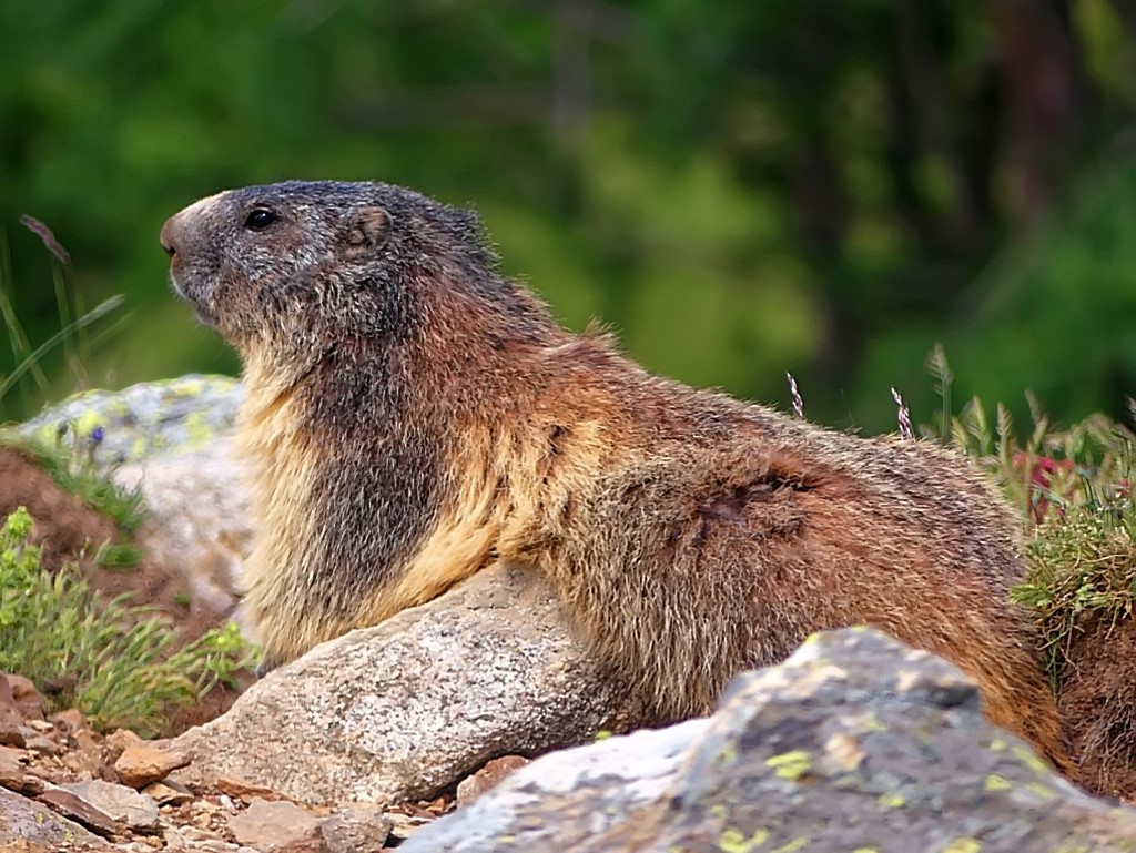 Marmotte  Marmot11