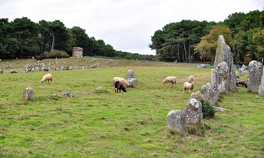 Les tondeuses à pattes des Mégalithes de Carnac ! Mzogal10