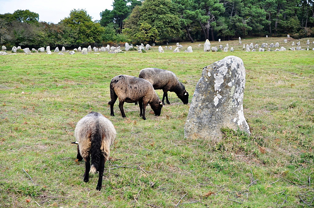 Les tondeuses à pattes des Mégalithes de Carnac ! Mzogal12