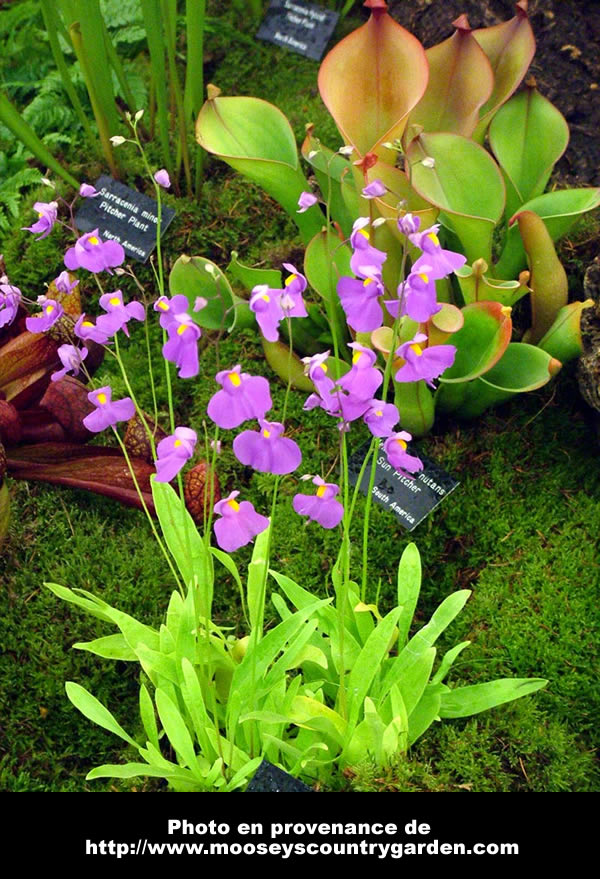 [FICHE de CULTURE] : Utricularia longifolia Longif10