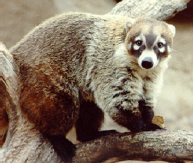 Koala Coati10