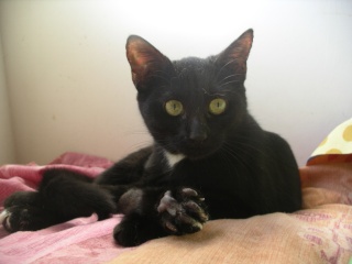 deux chatounes de 3 mois... ecaille... une noire Mikado19
