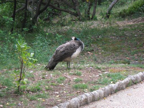 Botanicki vrt na LOKRUM-u Dobrod10