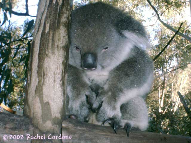 Koala Koala10