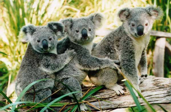 Koala Koala510