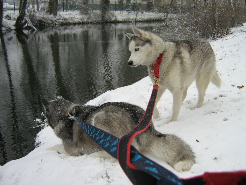 les premieres neige de nos loup Img_5729